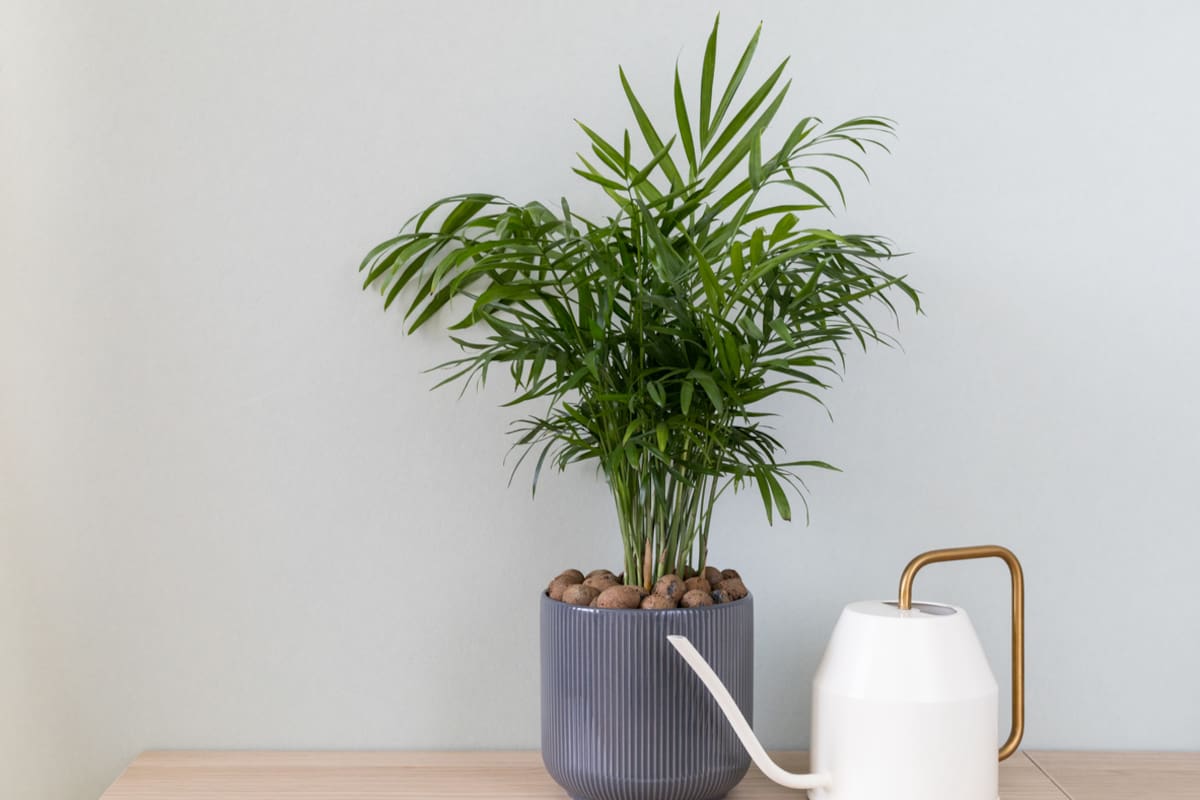 Chamaedorea elegans (Foto: iStock)