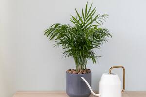 Chamaedorea elegans (Foto: iStock)