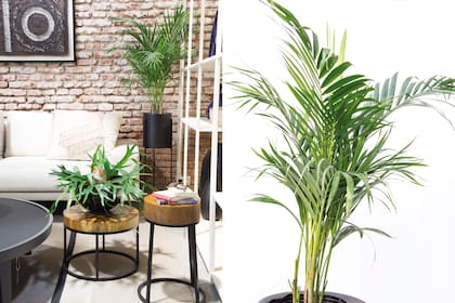 Chamaedorea elegans, lindísima para espacios interiores por su tamaño.