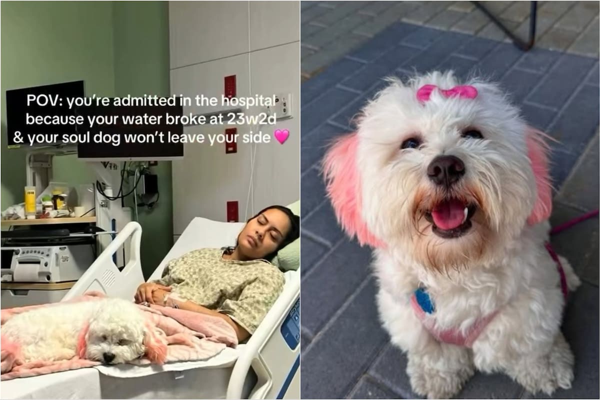 Charli, el perro que acompañó a su dueña tras perder un embarazo