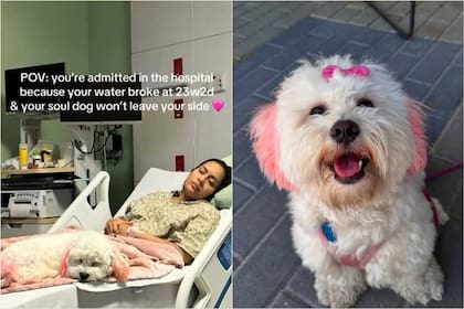 Charli, el perro que acompañó a su dueña tras perder un embarazo