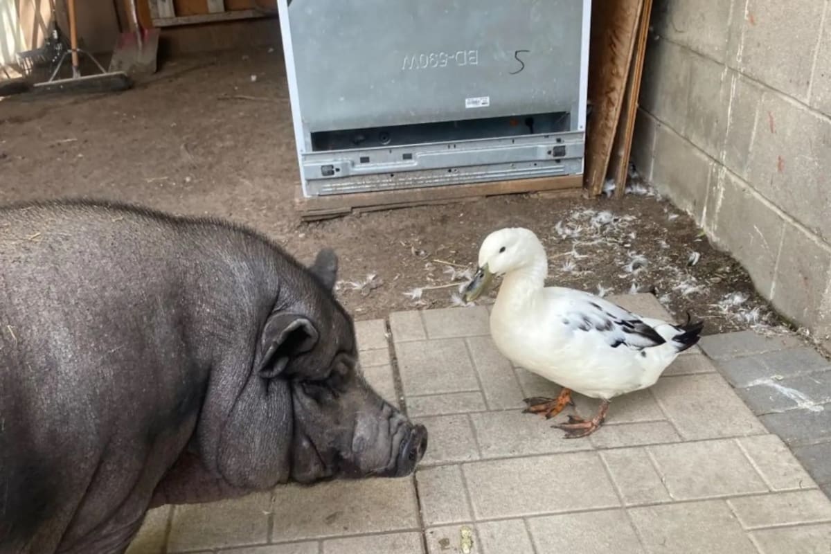 Charlie y Pebbles en acción: la historia del pato y el chancho que se hizo viral