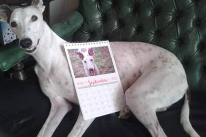 Charo fue la "cara" del mes de septiembre en un calendario solidario ilustrado con perros rescatados del maltrato y el abandono.