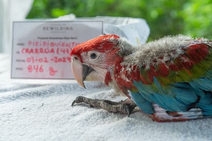 Charrúa durante una revisión veterinaria en el Centro de Conservación Aguará