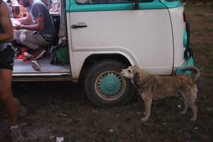 Chase from Bolivia