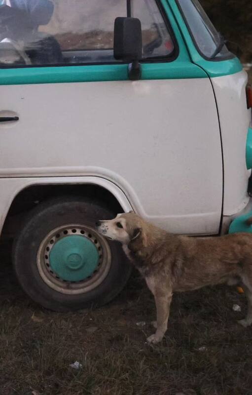 Chase from Bolivia