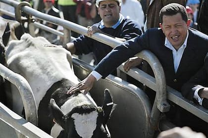 Chávez, en contacto con las vaquillonas argentinas