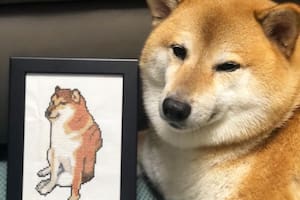 Cheems, el perro de los memes, está delicado de salud, según informaron sus "papás"