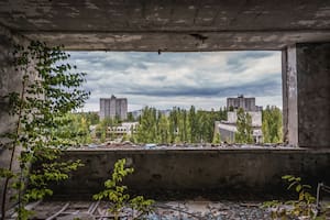 El animal que tolera la radiación de Chernobyl y dejó asombrados a los científicos