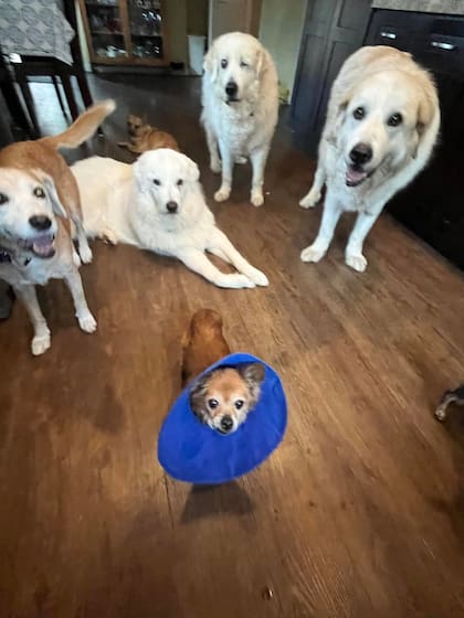 Chester y la manada con la que compartía su casa.