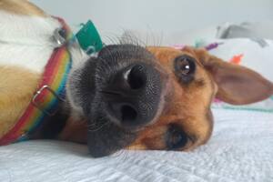 Chicho