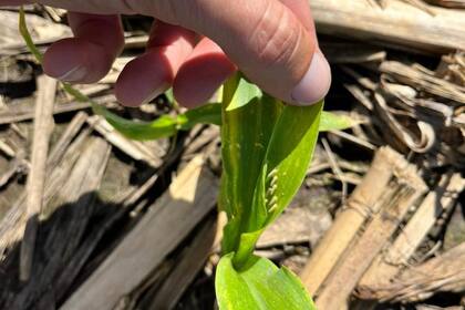 Chicharrita en un cultivo en la zona agrícola
