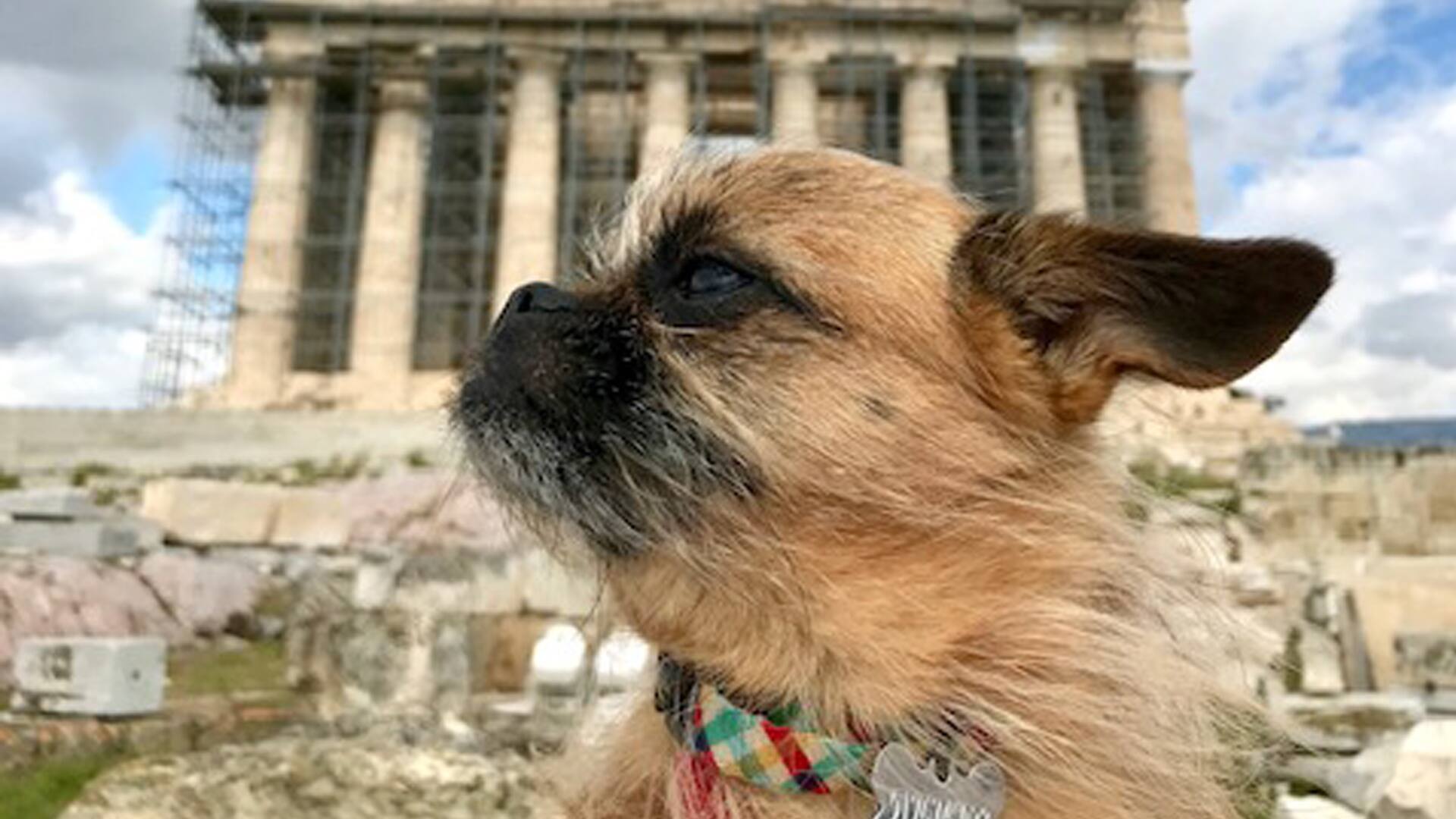Chichi, con tres patas y una personalidad arrolladora, recorre el mundo.