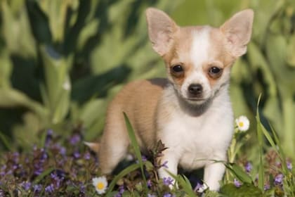 Chihuahua