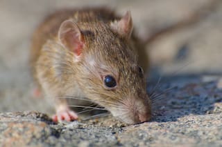 Cuáles son las 13 regiones chilenas bajo alerta sanitaria por hantavirus tras 18 muertes