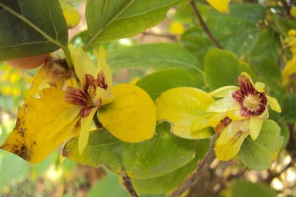 Chimonanthus praecox. Es un arbusto originario de la China, donde lleva más de mil años cultivándose como planta ornamental. Alcanza una altura de 2 o 3 metros; muy ramificado, de corteza aromática.