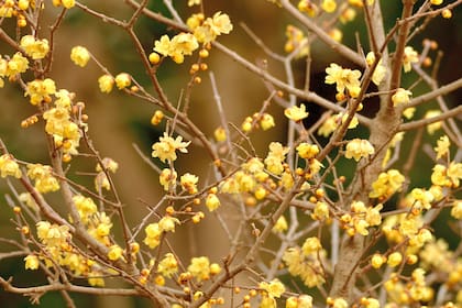 Chimonanthus praecox. Suas flores discretas liberam uma fragrância intensa e complexa em pleno inverno.