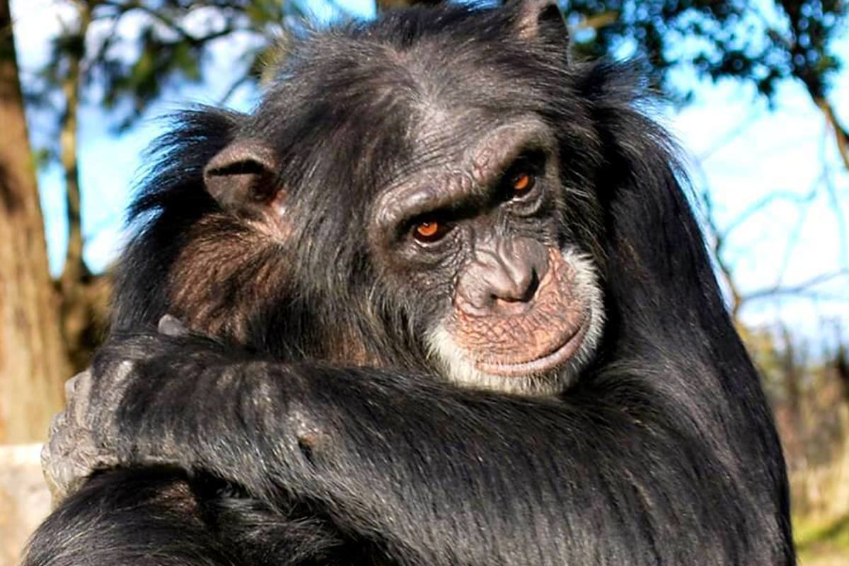 Chimpacés en distintos zoológicos del país