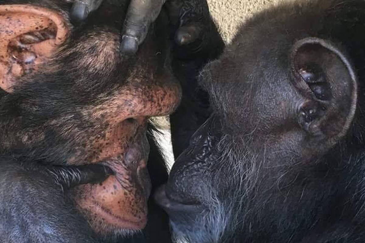 Chimpacés en distintos zoológicos del país