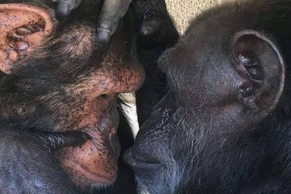 Chimpacés en distintos zoológicos del país