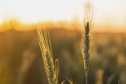 China aumenta sus importaciones de trigo de Australia y Argentina por la bajada de los precios