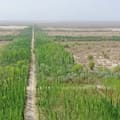 China comenzó a construir la Gran Muralla verde más grande del mundo: el gran peligro que conlleva
