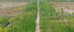China comenzó a construir la Gran Muralla verde más grande del mundo: el peligro que conlleva
