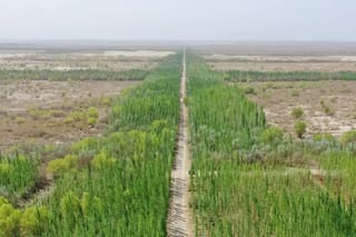 China comenzó a construir la Gran Muralla verde más grande del mundo: el peligro que conlleva