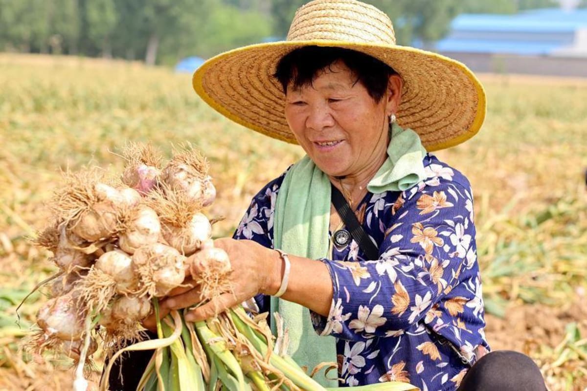 China es el mayor productor de ajo en el mundo
Getty Images