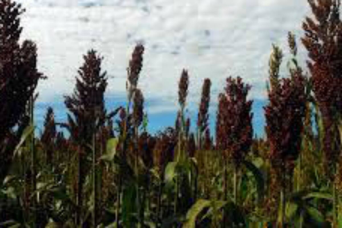 China importa 6 milllones de toneladas de sorgo