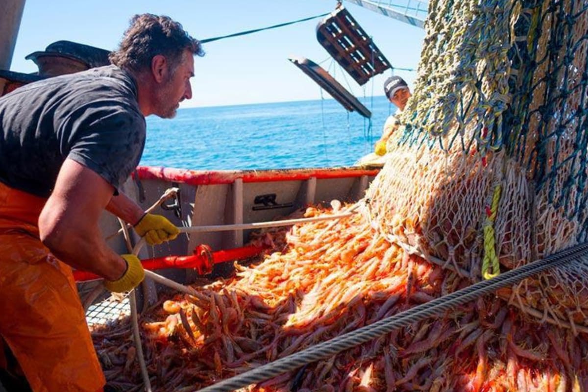 China lideró las compras y la pesca argentina superó los US$2000 millones