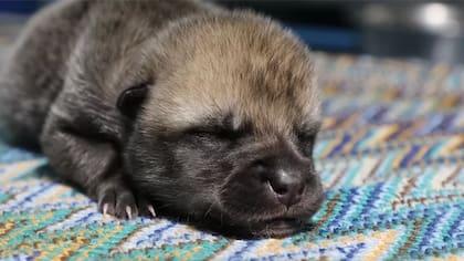 China realizó en el pasado anuncios sobre avances en la tecnología de clonación, un campo en el que registró el nacimiento en 2018 de dos primates genéticamente idénticos