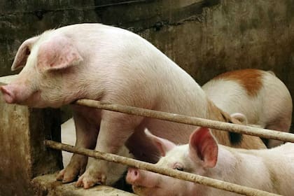 La crisis en China por la peste porcina africana abre oportunidades y desafíos