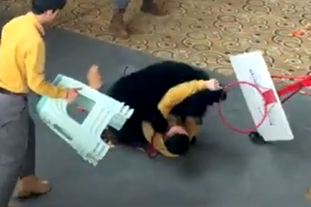 China: un oso negro se abalanzó contra su cuidador por una bolsa de comida y lo atacó frente a cientos de personas