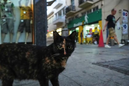Chipre conocida como la isla de los gatos enfrenta una sobrepoblación de estos felinos
