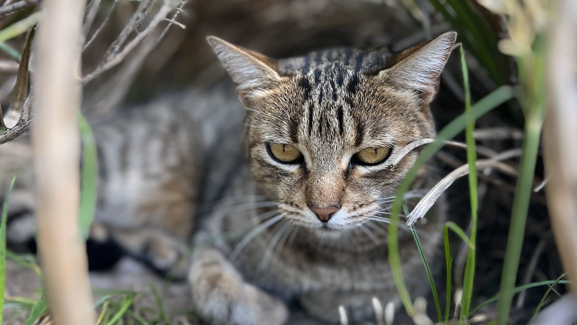 Chiquita se armó un refugio entre las plantas del patio del vecindario.