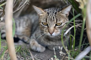 Chiquita se armó un refugio entre las plantas del patio del vecindario.