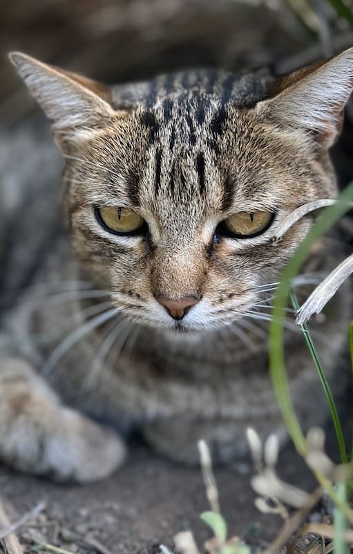 Chiquita se armó un refugio entre las plantas del patio del vecindario.
