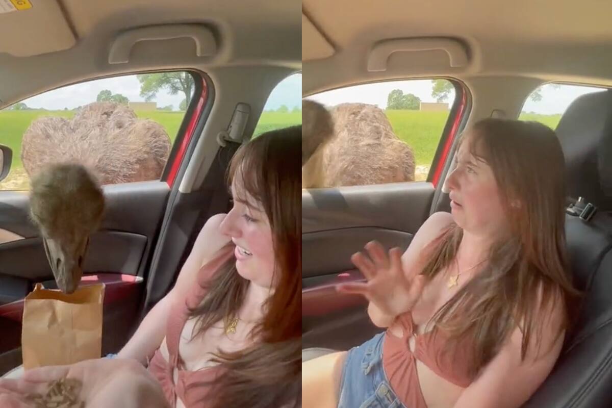 Chloe vivió el momento más gracioso, pero también el más terrorífico de su vida; la protagonista fue un avestruz