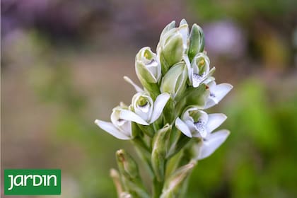Chloraea membranacea es una orquidea nativa que crece de manera espontánea en pastizales