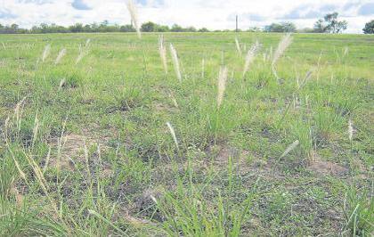 Chloris es otra de las especies que preocupan a los productores