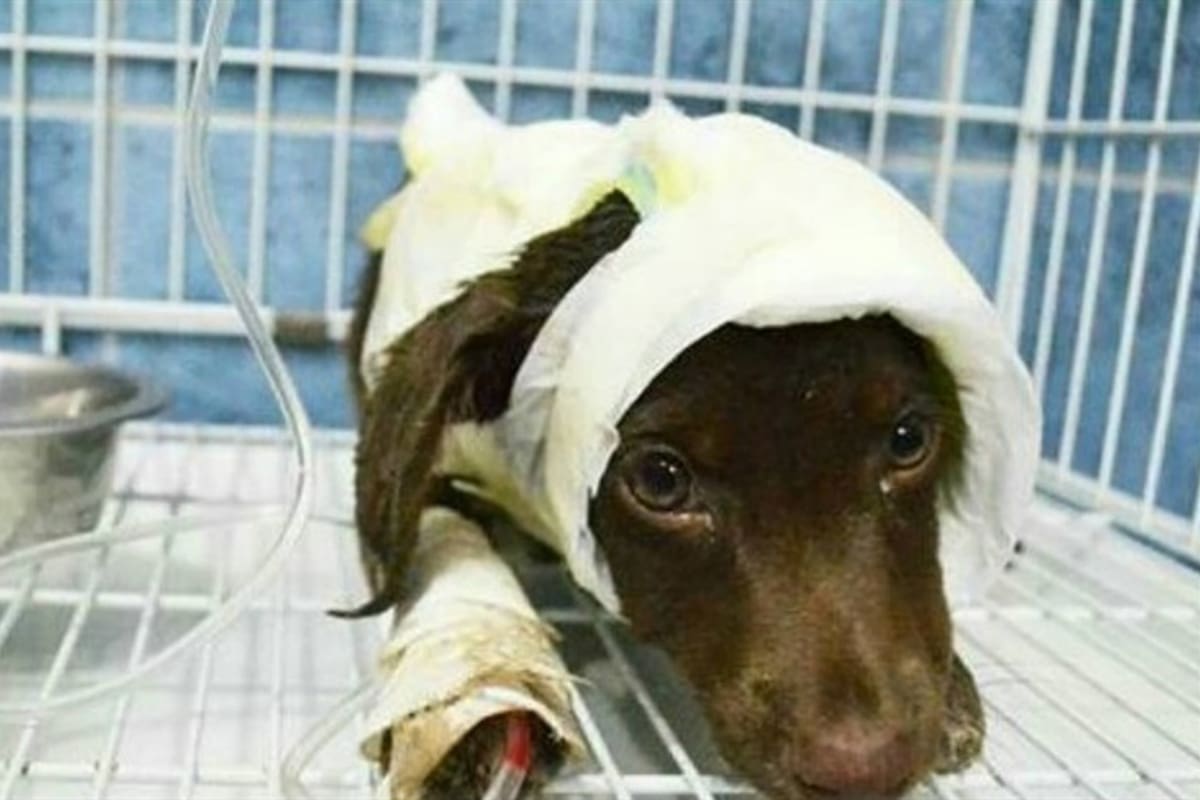 Chocolate murió divido a la gravedad de sus heridas