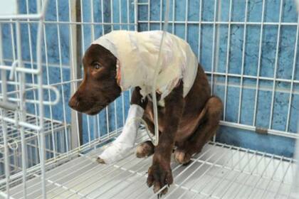 Chocolate murió divido a la gravedad de sus heridas