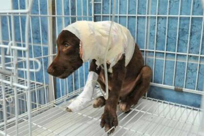 Chocolate murió por la gravedad de sus heridas
