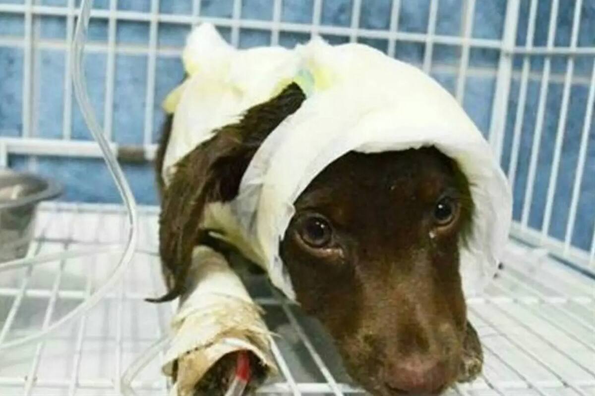 Chocolate murió por la gravedad de sus heridas