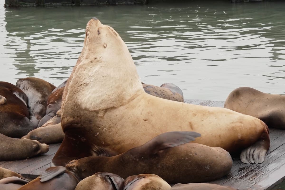 Chonkers, el enorme león marino, atrae a multitudes al muelle 39 de San Francisco
