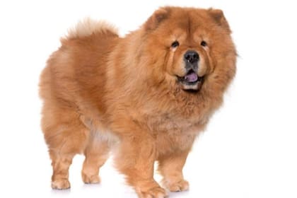 Chow-chow
