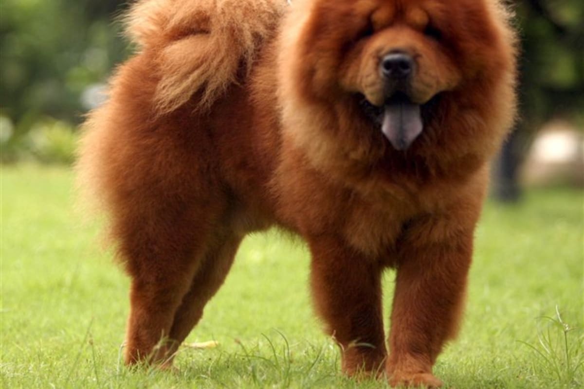 Chow chow: son perros tranquilos pero guardianes, además de ser buenos compañeros y afectuosos