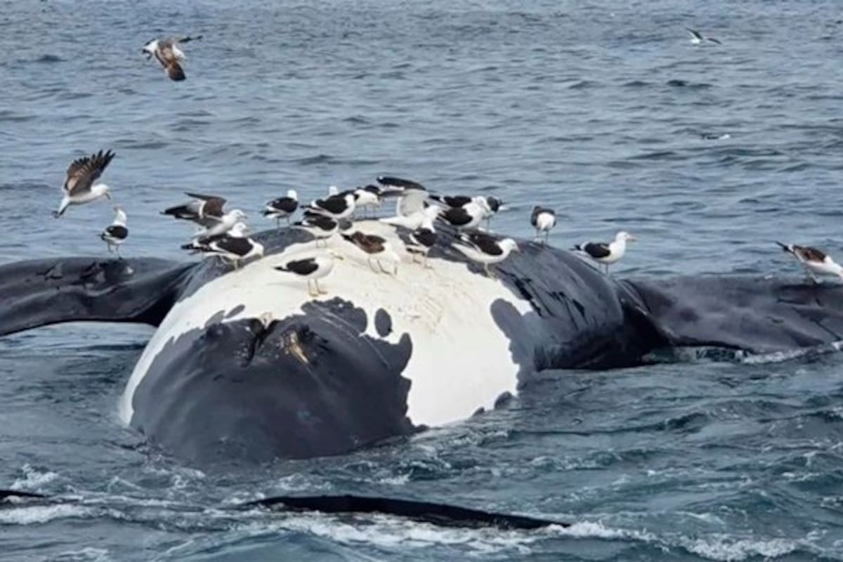 Chubut: aparecieron seis ballenas muertas en las costas de Puerto Pirámides.