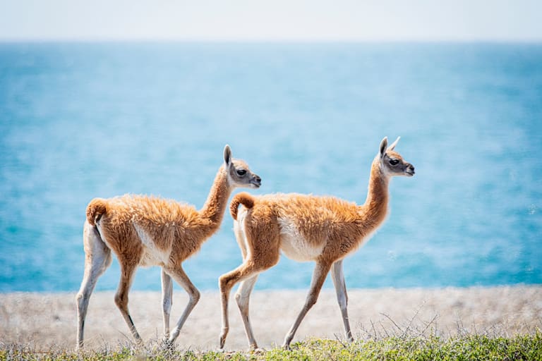Chulengos, cría del guanaco.